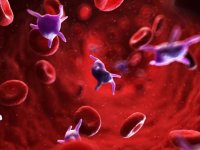 ۱۰ ماده غذایی برای افزایش پلاکت خون