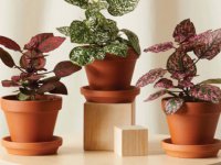 روش‌های نگهداری از گیاه گل سنگ