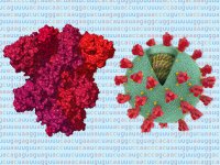 ۱۸۷ فوتی و ۸۰۰۵ ابتلای جدید کرونا در کشور