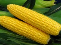 ۸ خاصیت مصرف ذرت در سلامت بدن