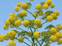 عصاره این گیاه جایگزین دیکلوفناک است