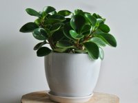 پرورش و نگهداری از گیاه قاشقی