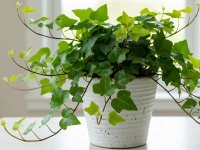 سیاه شدن نوک برگ گیاهان آپارتمانی چه علتی دارد؟ + راه‌حل‌ها