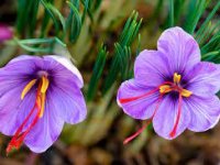 کاشت زعفران و فواید آن برای سلامتی بدن