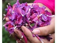 این داروی گیاهی فشار خون را کنترل می‌کند
