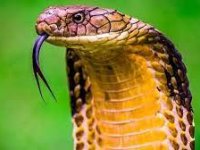 با چسبی مبتنی بر سم مار خونریزی را متوقف کنید