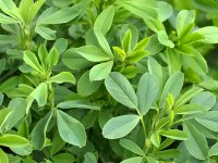 عرق یونجه و شربت سه‌شیره، منبع تأمین آهن نیستند