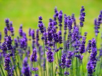 گیاهی برای بیماران مبتلا به دیابت