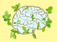 راهکار طب سنتی برای تقویت حافظه