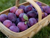 فواید درمانی و شگفت انگیز آلو برای سلامتی