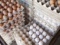 تخم‌مرغ گران شد؟