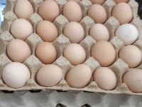 قیمت هر شانه تخم مرغ در بازار