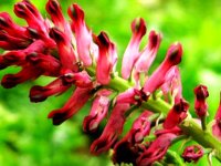 شاتره یک گیاه معجزه گر