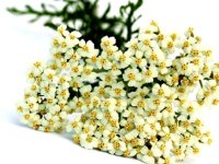 آشنایی با ارزش‌غذایی و دارویی بومادران