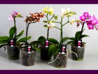 گام به گام با پرورش ارکیده آپارتمانی
