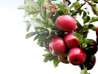 زکـوی یار می‌آید نسیم باد نوروزی