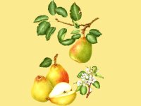 گلابی؛ شاه میوه‌ها