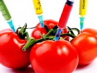 اصلاح ژنتیکی محصولات، چه فرقی با تراریخته دارد؟
