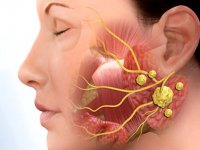 غدد بزاقی و نقش آن‌ها در بدن