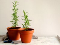 فواید کاشت رزماری در منزل