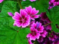 پنیرک پف نبات؛ داروخانه‌ای درون یک گیاه!