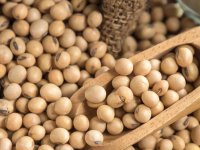 چهار خاصیت بی‌نظیر سویا را بشناسید