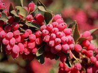 خواص زرشک: ۹ خاصیت اثبات شده علمی