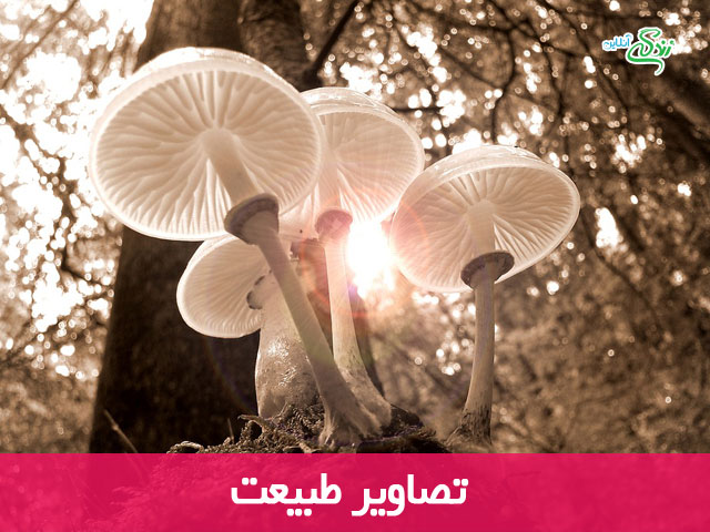 تصاویر طبیعت