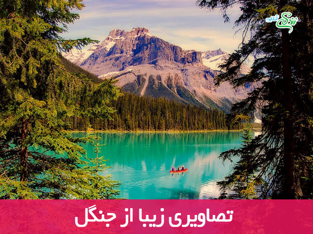 تصاویر زیبا از جنگل