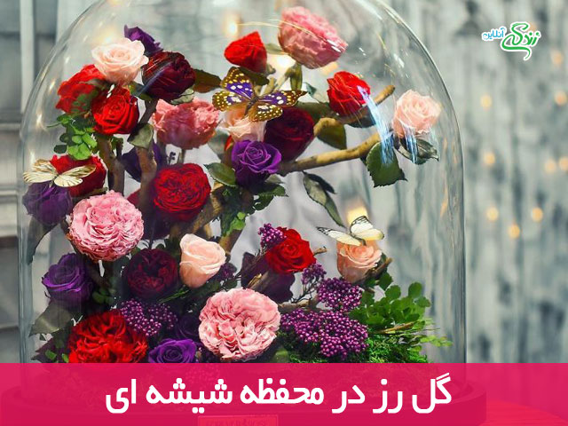 گل رز در محفظه شیشه ای