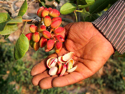 برداشت پسته در رفسنجان