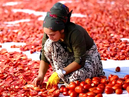 تصاویری دیدنی از خشک‌کردن گوجه‌فرنگی در دیاربکر