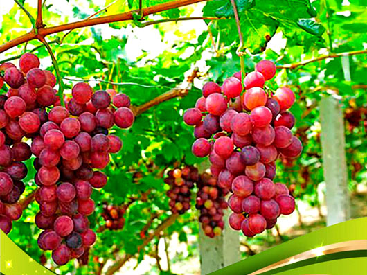 چیدن انگور تا شیره و کشمش