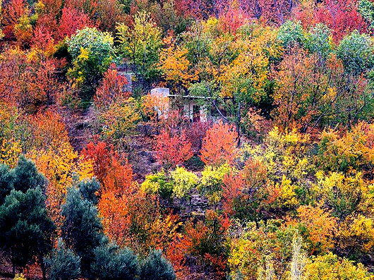 پاییزِ هزاررنگ در روستای شیت - طارم