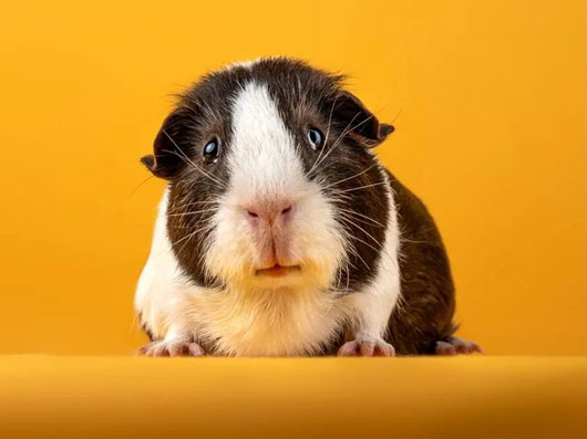 برندگان مسابقه عکاسی علمی انجمن سلطنتی ۲۰۲۵