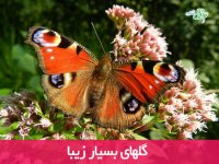 گلهای بسیار زیبا