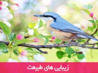 زیبایی های طبیعت