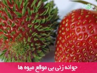 جوانه زنی بی موقع میوه ها