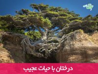 درختان با حیات عجیب