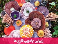 زیبایی جادویی قارچ ها