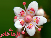 گل های خاص