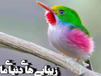 زیبایی ها ی دنیای ما