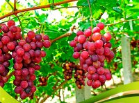 چیدن انگور تا شیره و کشمش