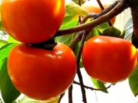 برداشت خرمالو از باغ‌های شیراز