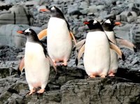 حیات در قطب جنوب زیر سایه تغییرات اقلیمی