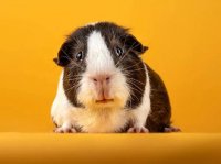 برندگان مسابقه عکاسی علمی انجمن سلطنتی ۲۰۲۵